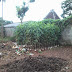 TUKANG POHON PELINDUNG | POHON PALEM